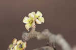 American witch-hazel